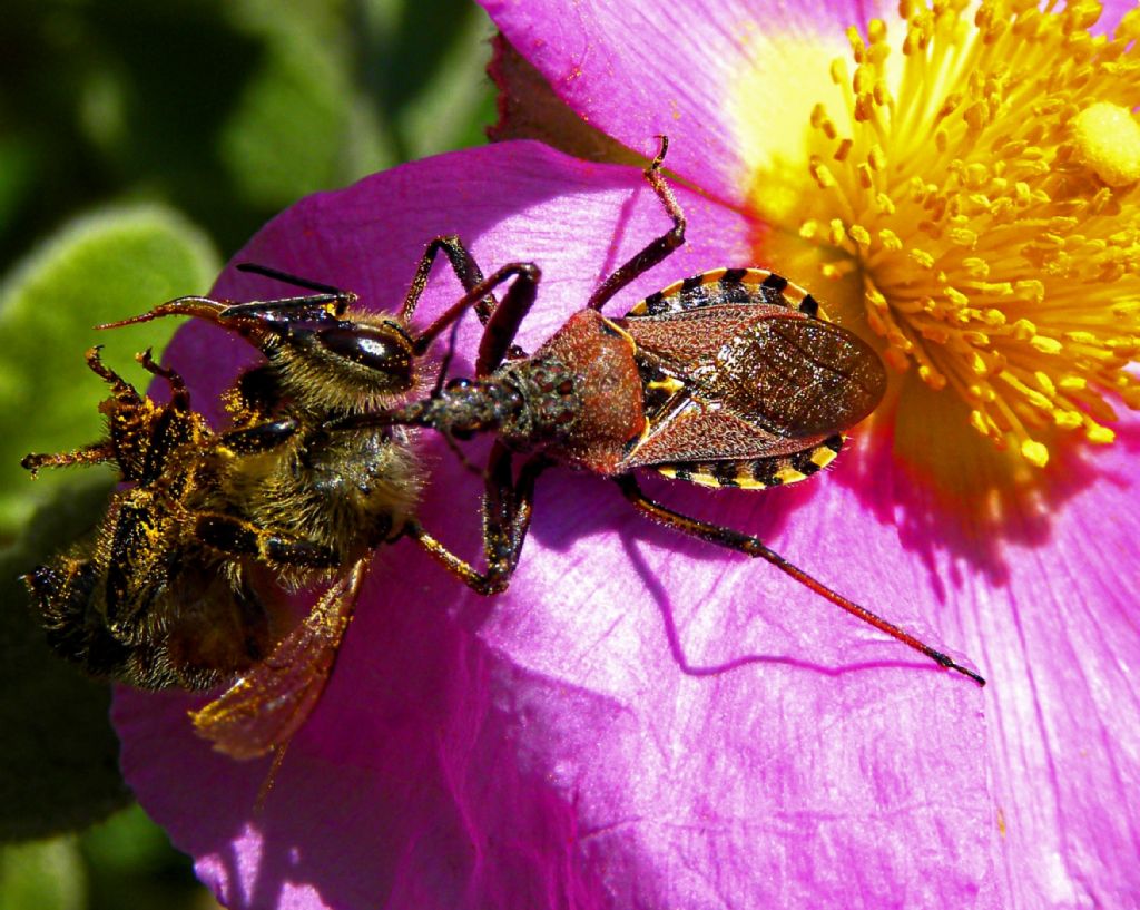 Reduviidae: Rhynocoris erytropus che preda un''ape